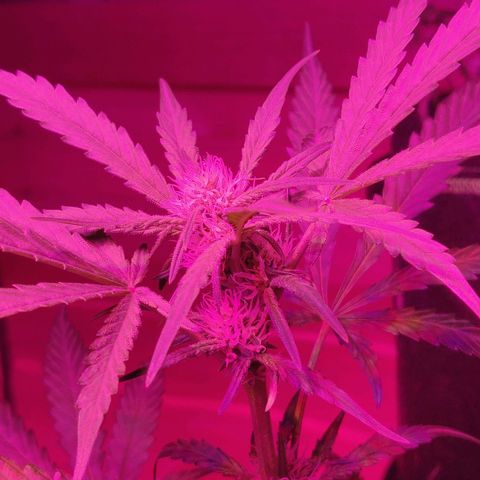 rihno Ryder auto #2 growlog timeline photo