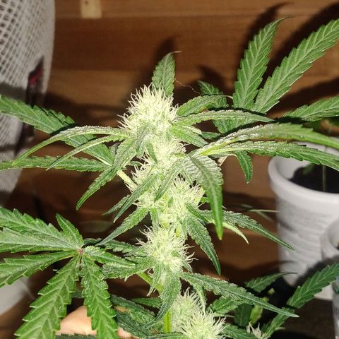 rihno Ryder auto #2 growlog timeline photo