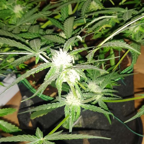 rihno Ryder auto #2 growlog timeline photo