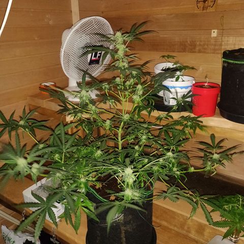 rihno Ryder auto #2 growlog timeline photo