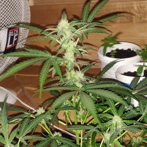 rihno Ryder auto #2 growlog timeline photo