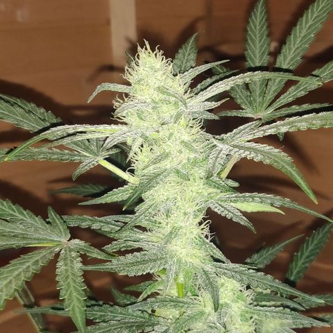 rihno Ryder auto #2 growlog timeline photo