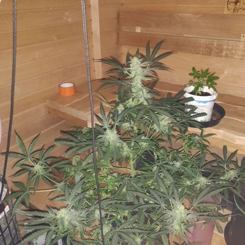 rihno Ryder auto #2 growlog timeline photo