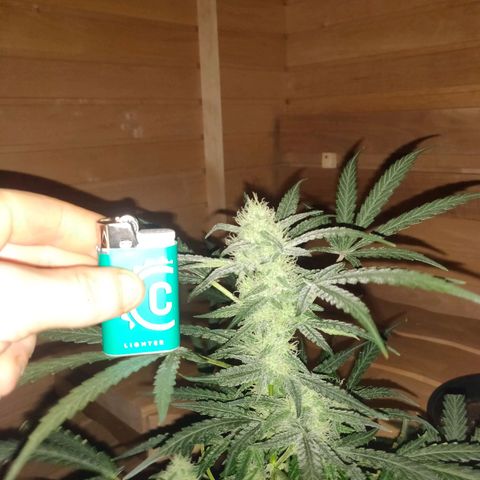 rihno Ryder auto #2 growlog timeline photo