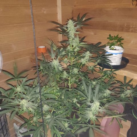rihno Ryder auto #2 growlog timeline photo