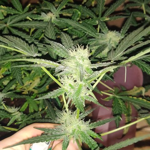 rihno Ryder auto #2 growlog timeline photo