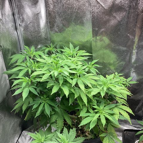 Blue Agave growlog timeline photo