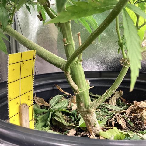 Blue Agave growlog timeline photo
