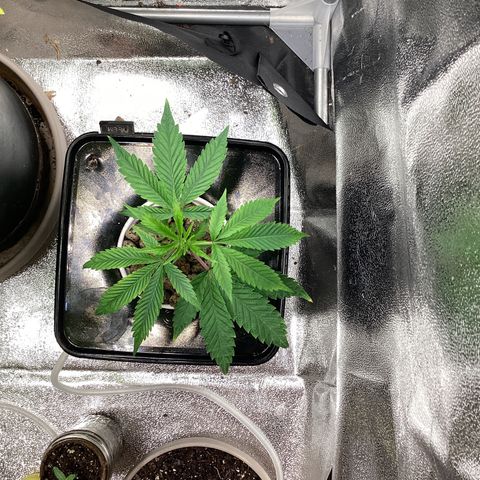 Blue Agave growlog timeline photo