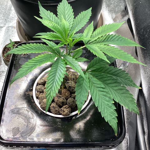 Blue Agave growlog timeline photo