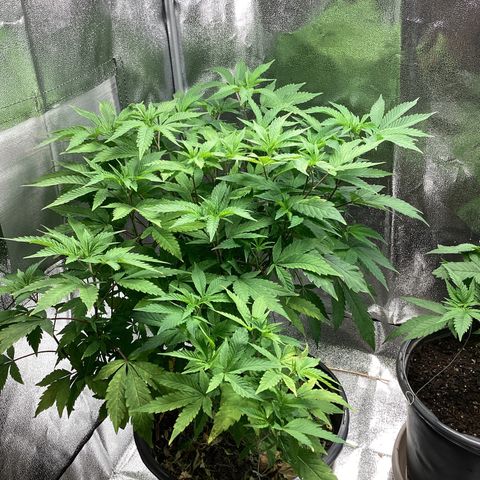 Blue Agave growlog timeline photo