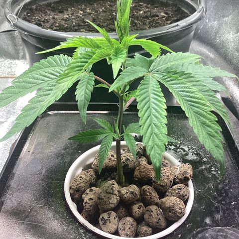 Blue Agave growlog timeline photo