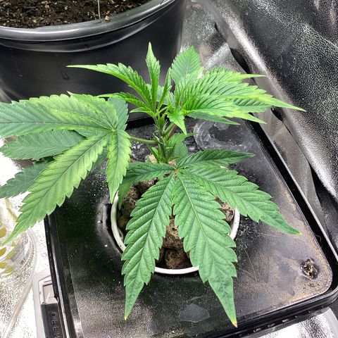 Blue Agave growlog timeline photo
