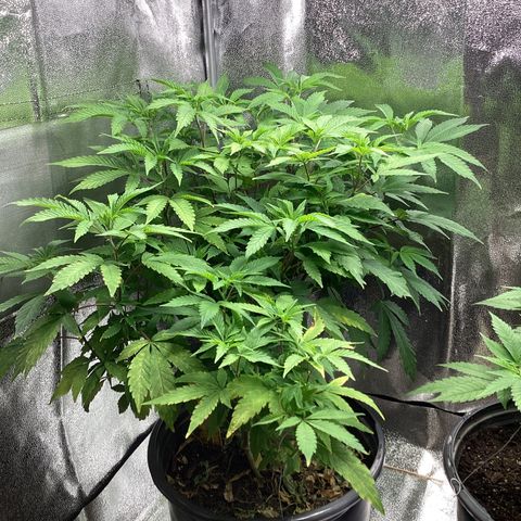 Blue Agave growlog timeline photo