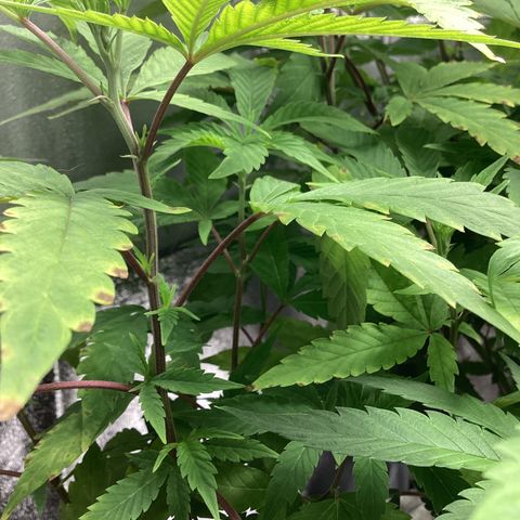 Blue Agave growlog timeline photo