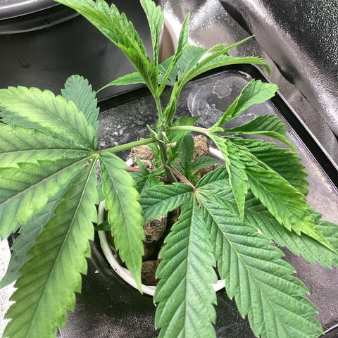 Blue Agave growlog timeline photo