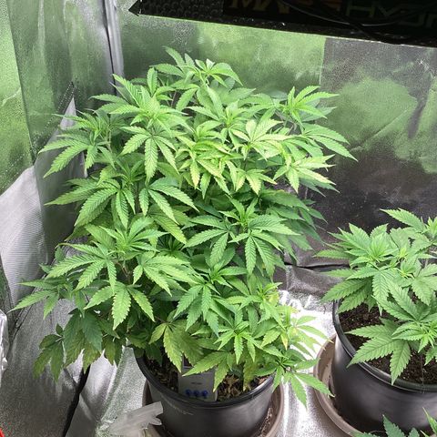 Blue Agave growlog timeline photo