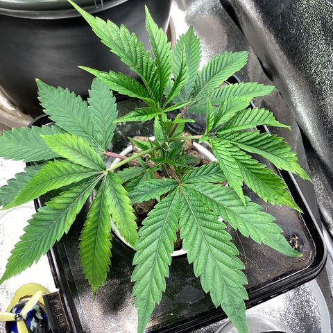 Blue Agave growlog timeline photo