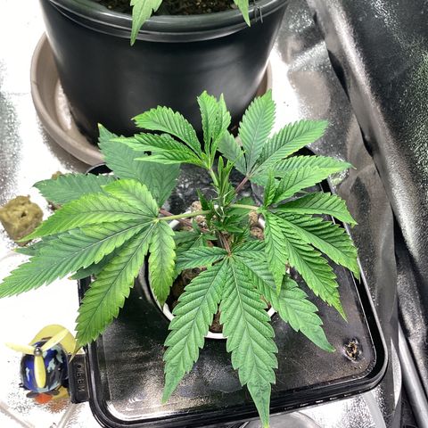 Blue Agave growlog timeline photo