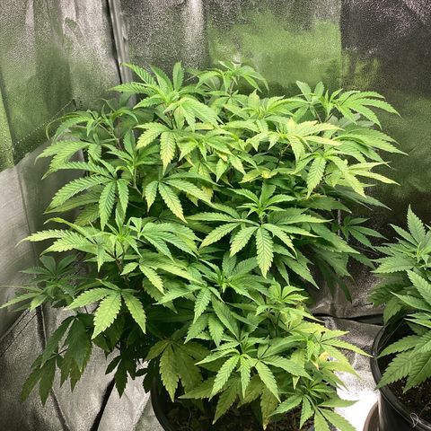 Blue Agave growlog timeline photo