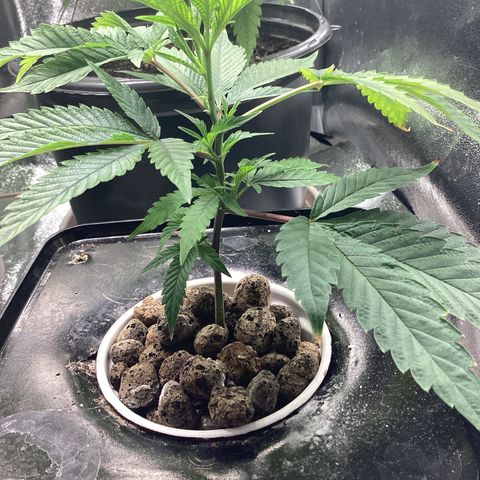 Blue Agave growlog timeline photo