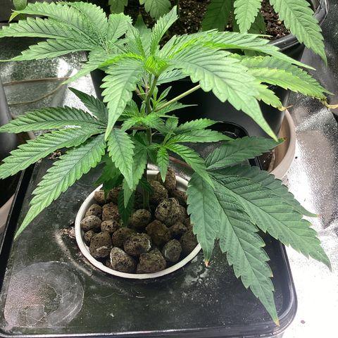 Blue Agave growlog timeline photo