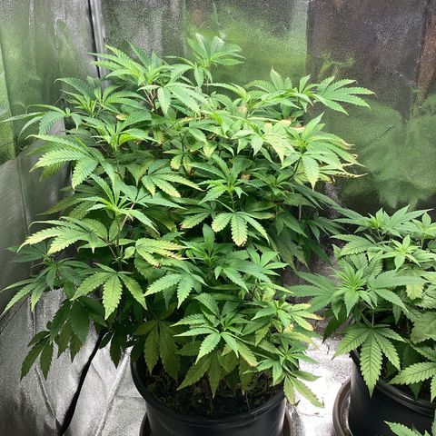 Blue Agave growlog timeline photo