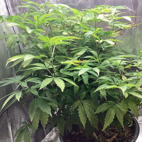 Blue Agave growlog timeline photo
