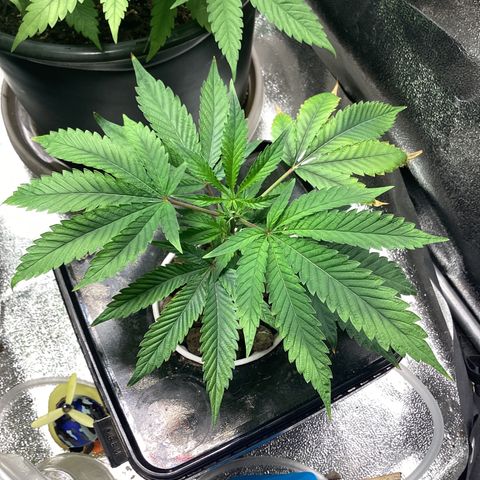 Blue Agave growlog timeline photo