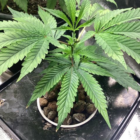 Blue Agave growlog timeline photo