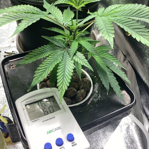 Blue Agave growlog timeline photo
