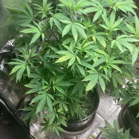 Blue Agave growlog timeline photo
