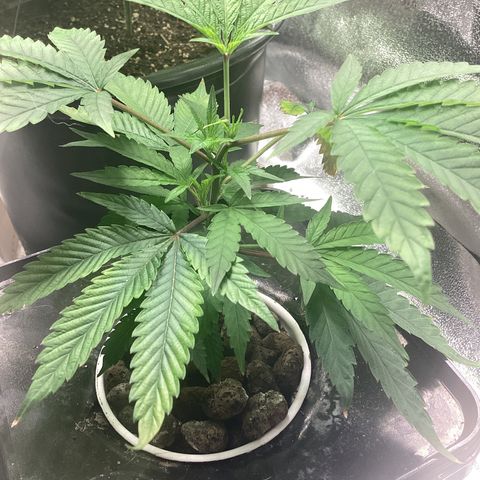 Blue Agave growlog timeline photo