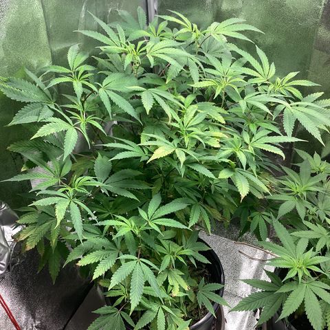 Blue Agave growlog timeline photo
