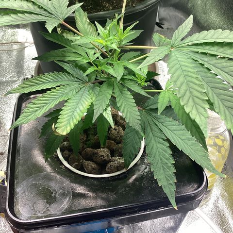 Blue Agave growlog timeline photo