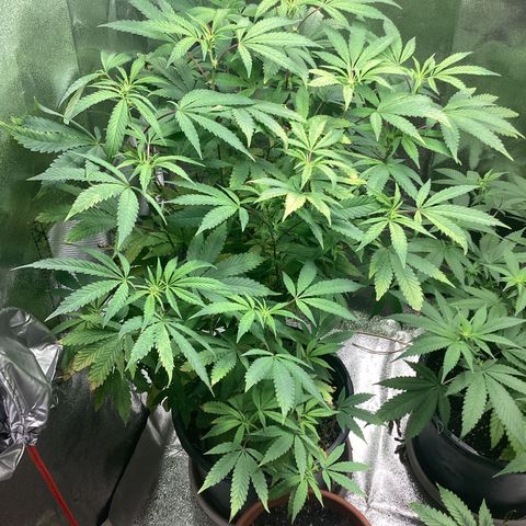 Blue Agave growlog timeline photo