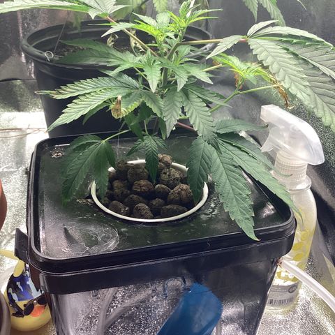 Blue Agave growlog timeline photo
