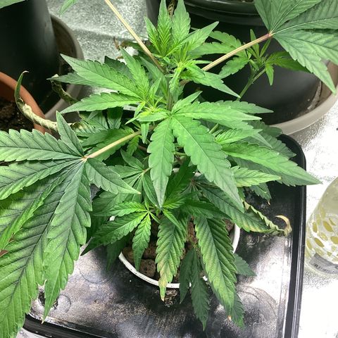 Blue Agave growlog timeline photo