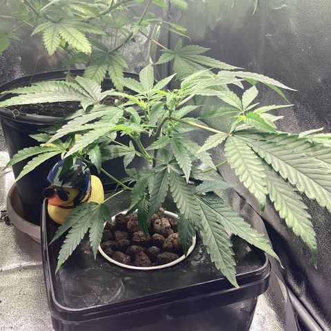 Blue Agave growlog timeline photo