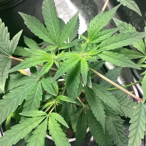 Blue Agave growlog timeline photo