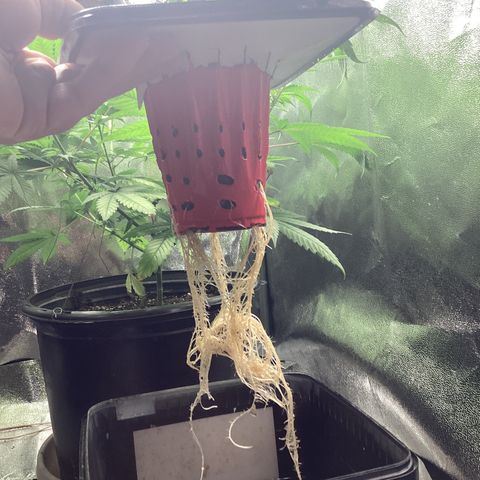 Blue Agave growlog timeline photo