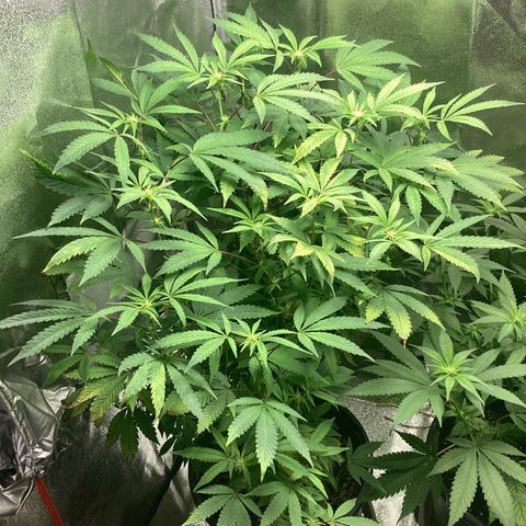 Blue Agave growlog timeline photo