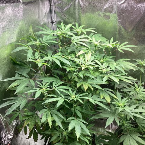 Blue Agave growlog timeline photo