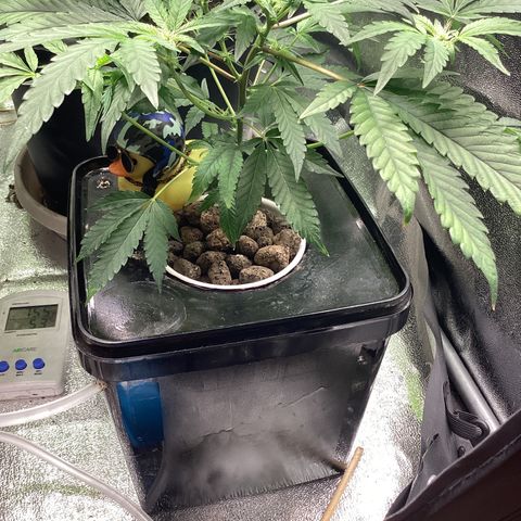 Blue Agave growlog timeline photo