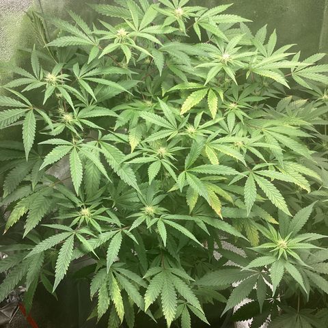 Blue Agave growlog timeline photo