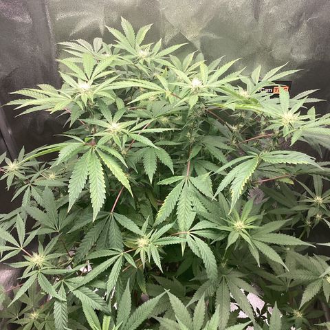 Blue Agave growlog timeline photo