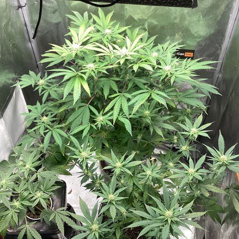 Blue Agave growlog timeline photo