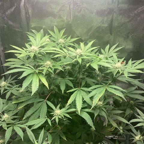 Blue Agave growlog timeline photo