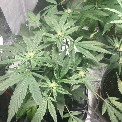 Blue Agave growlog timeline photo