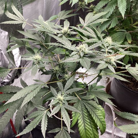 Blue Agave growlog timeline photo